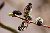 SALIX GRACILISTYLA,  WILLOW