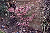 CORNUS FLORIDA CHEROKEE DAYBREAK