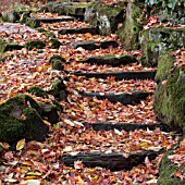 WINTERBOURNE BOTANICAL GARDEN, UNIVERSITY OF BIRMINGHAM, NOVEMBER