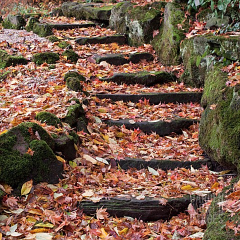 WINTERBOURNE_BOTANICAL_GARDEN_UNIVERSITY_OF_BIRMINGHAM_NOVEMBER