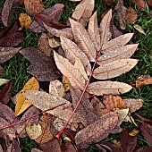 FALLEN LEAVES OF SORBUS SARGENTIANA, MANIPULATED