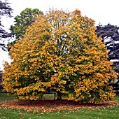 ACER SACCHARUM, SUGAR MAPLE