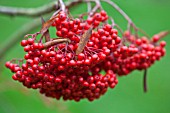 SORBUS AMERICANA, ROWAN