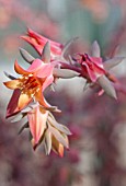 ECHEVERIA FRILLS