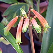 CLIVIA NOBILIS