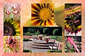 SUMMER VIEW OF TERRACE, BIRMINGHAM BOTANICAL GARDENS AND GLASSHOUSES