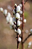 SALIX HELVETICA,  WILLOW