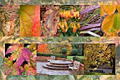 AUTUMN AT BIRMINGHAM BOTANICAL GARDENS AND GLASSHOUSES