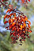 ERYTHRINA CRISTA-GALLI