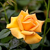 ROSA GOLDEN BEAUTY