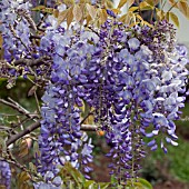 WISTERIA FLOWERS