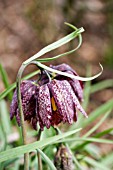 FRITILLARIA MELEAGRIS