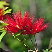 CALLIANDRA TWEEDII, MEXICAN FLAME BUSH