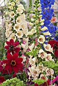 DAHLIA DOVEGROVE IN ASSOCIATION WITH DIGITALIS AND DELPHINIUMS