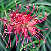 GREVILLEA ROSMARINIFOLIA CANBERRA GEM