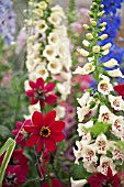 DAHLIA DOVEGROVE IN ASSOCIATION WITH DIGITALIS AND DELPHINIUMS