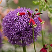 DICHELOSTEMA AND ALLIUM IN ASSOCIATION