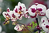 PHALAENOPSIS EVER SPRING FAIRY