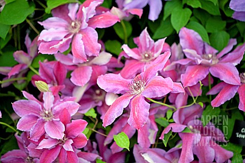 CLEMATIS_LOVE_JEWELRY