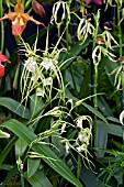 BRASSIA VERUCOSA