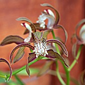 CYMBIDIUM TRACYANUM, ORCHID