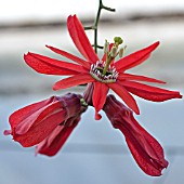 PASSIFLORA RACEMOSA, RED PASSIONFLOWER