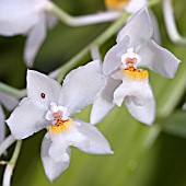 ODONTOGLOSSUM PULCHELLUM MAJUS