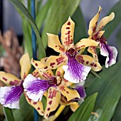 ZYGOPETALUM ADELAIDE PARKLANDS