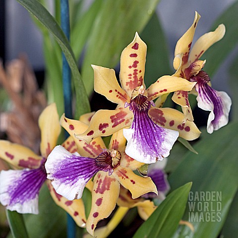 ZYGOPETALUM_ADELAIDE_PARKLANDS