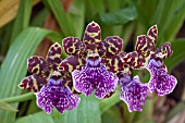 ZYGOPETALUM GRANITE ISLAND