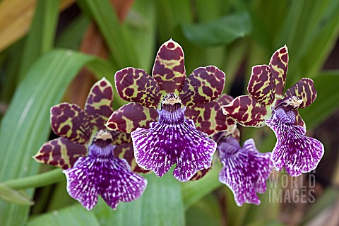 ZYGOPETALUM_GRANITE_ISLAND