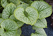 BRUNNERA JACK FROST