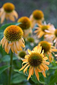 ECHINACEA HARVEST MOON