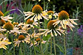 ECHINACEA SUNRISE