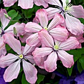 CLEMATIS AI-NOR