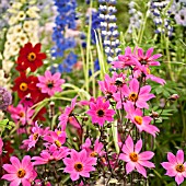 DAHLIA MAGENTA STAR