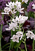 ORNITHOGALUM ARABICUM AND ALLIUM FIRMAMENT IN ASSOCIATION