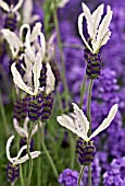 LAVANDULA BALLERINA