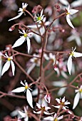 SAXIFRAGE STOLONIFERA