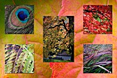 AUTUMN IMAGES AT BIRMINGHAM BOTANICAL GARDENS, POSTCARD