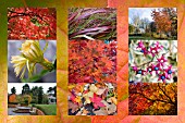 AUTUMN IMAGES AT BIRMINGHAM BOTANICAL GARDENS, POSTCARD