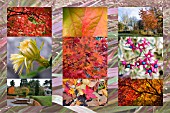 AUTUMN IMAGES AT BIRMINGHAM BOTANICAL GARDENS, POSTCARD