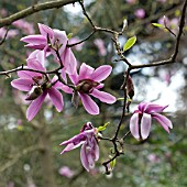 MAGNOLIA CAERHAYS SURPRISE