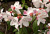 RHODODENDRON EDGEWORTHII