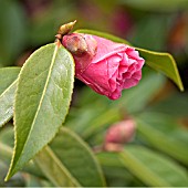 CAMELLIA LEONARD MESSEL