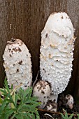 SHAGGY INK CAP TOADSTOOLS