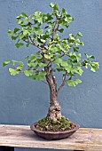 GINKGO BILOBA BONSAI