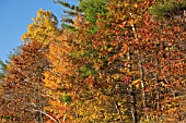 AUTUMN COLOUR IN VERMONT, NEW ENGLAND, USA