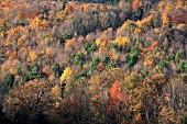 AUTUMN COLOUR IN VERMONT, NEW ENGLAND, USA