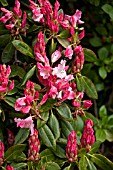 RHODODENDRON DAWNS DELIGHT